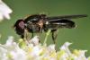 Cheilosia soror